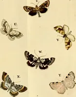 An illustration from (Band 1) (1786)
