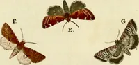 An illustration from (Band 1) (1786)