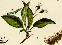 An illustration from (Band 1) (1786)