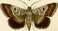 An illustration from (Band 1) (1786)