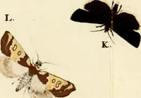 An illustration from (Band 1) (1786)