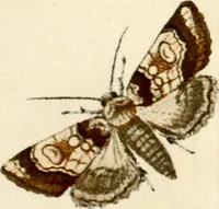 An illustration from (Band 1) (1786)