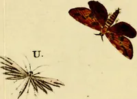 An illustration from (Band 1) (1786)