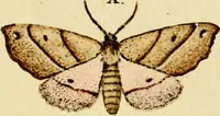 An illustration from (Band 1) (1786)
