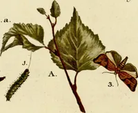 An illustration from (Band 1) (1786)