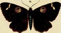 An illustration from (Band 1) (1786)