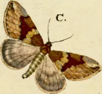 An illustration from (Band 1) (1786)