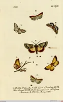 An illustration from (Band 1) (1786)