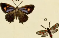 An illustration from (Band 2) (1790)