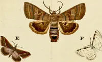 An illustration from (Band 2) (1790)