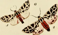 An illustration from (Band 2) (1790)