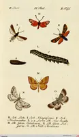 An illustration from (Band 2) (1790)