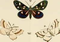 An illustration from (Band 2) (1790)