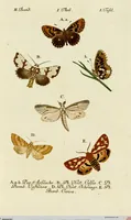 An illustration from (Band 2) (1790)