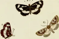 An illustration from (Band 2) (1790)