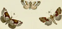 An illustration from (Band 2) (1790)