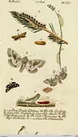 An illustration from (Band 2) (1790)