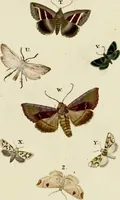 An illustration from (Band 2) (1790)