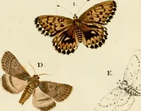 An illustration from (Band 2) (1790)
