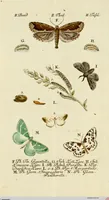 An illustration from (Band 2) (1790)