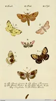An illustration from (Band 2) (1790)