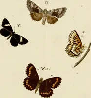 An illustration from (Band 2) (1790)