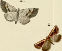 An illustration from (Band 2) (1790)