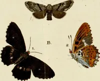 An illustration from (Band 2) (1790)