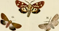 An illustration from (Band 2) (1790)