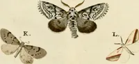 An illustration from (Band 2) (1790)