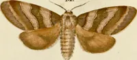 An illustration from (Band 2) (1790)