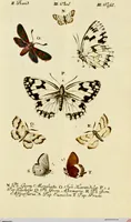 An illustration from (Band 2) (1790)
