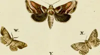 An illustration from (Band 2) (1790)