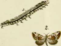 An illustration from (Band 2) (1790)