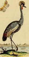An illustration from Sammlung auserlesener Vögel und Schmetterlinge (1793)