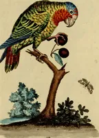 An illustration from Sammlung auserlesener Vögel und Schmetterlinge (1793)