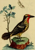 An illustration from Sammlung auserlesener Vögel und Schmetterlinge (1793)