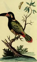 An illustration from Sammlung auserlesener Vögel und Schmetterlinge (1793)