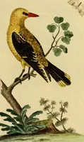 An illustration from Sammlung auserlesener Vögel und Schmetterlinge (1793)