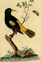 An illustration from Sammlung auserlesener Vögel und Schmetterlinge (1793)