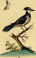 An illustration from Sammlung auserlesener Vögel und Schmetterlinge (1793)