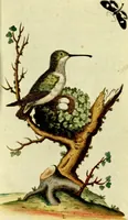 An illustration from Sammlung auserlesener Vögel und Schmetterlinge (1793)