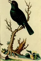 An illustration from Sammlung auserlesener Vögel und Schmetterlinge (1793)