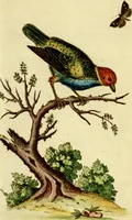 An illustration from Sammlung auserlesener Vögel und Schmetterlinge (1793)