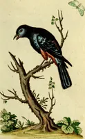 An illustration from Sammlung auserlesener Vögel und Schmetterlinge (1793)