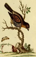 An illustration from Sammlung auserlesener Vögel und Schmetterlinge (1793)