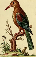 An illustration from Sammlung auserlesener Vögel und Schmetterlinge (1793)