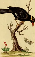 An illustration from Sammlung auserlesener Vögel und Schmetterlinge (1793)