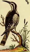 An illustration from Sammlung auserlesener Vögel und Schmetterlinge (1793)