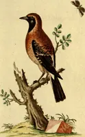 An illustration from Sammlung auserlesener Vögel und Schmetterlinge (1793)